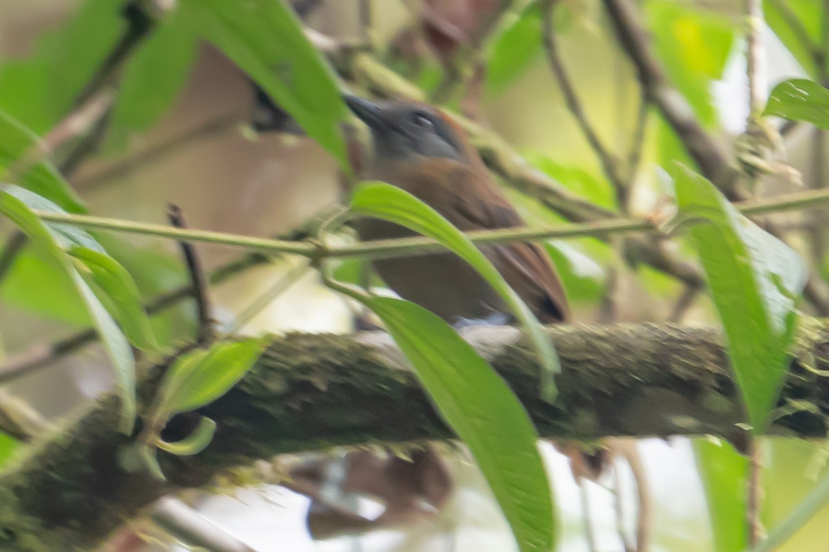 Uniform Antshrike - ML642656741