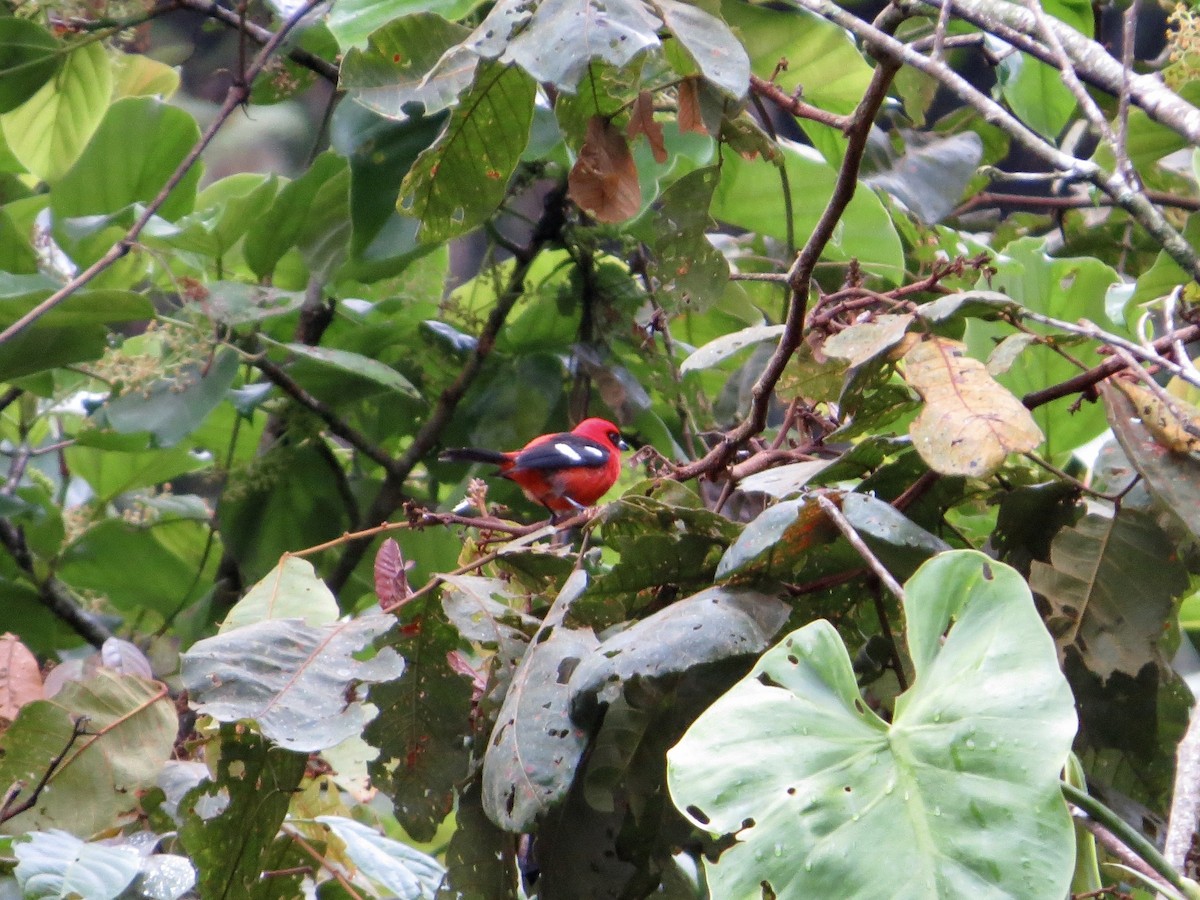 White-winged Tanager - ML642656747