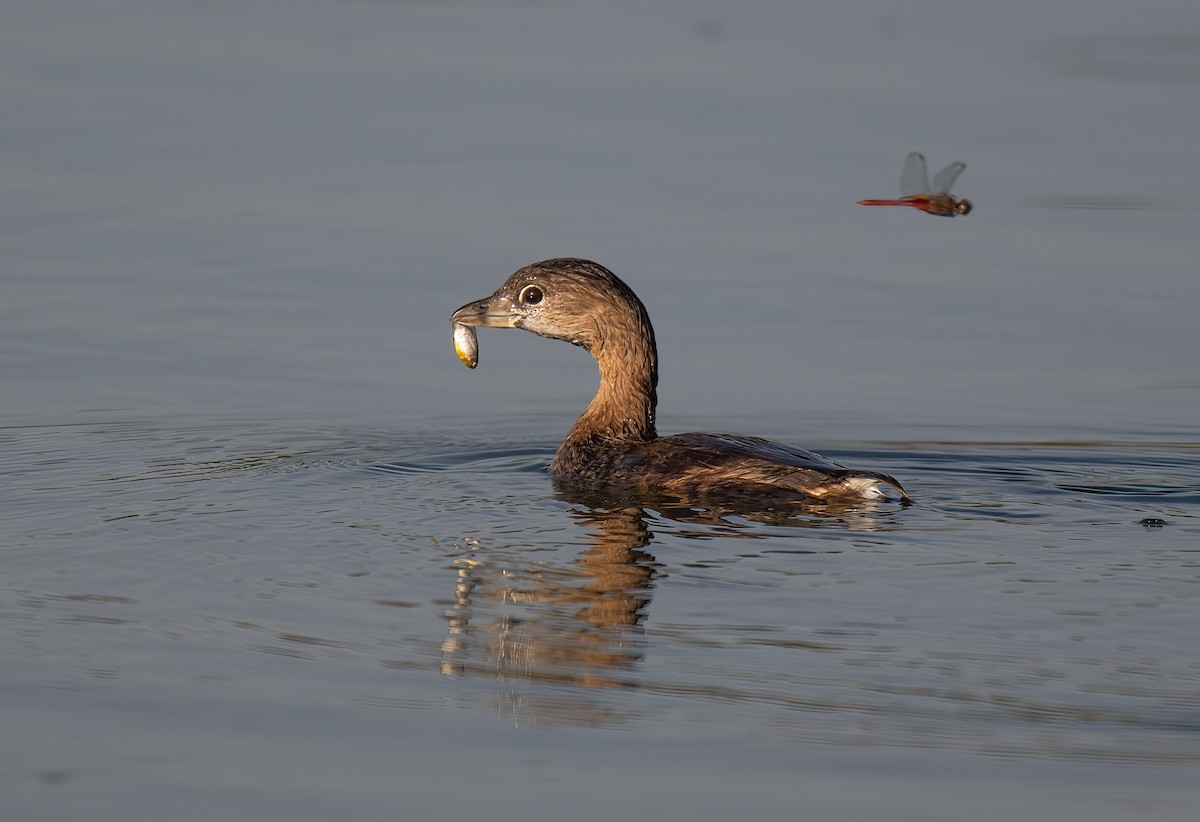 Pied-billed Grebe - ML642656748