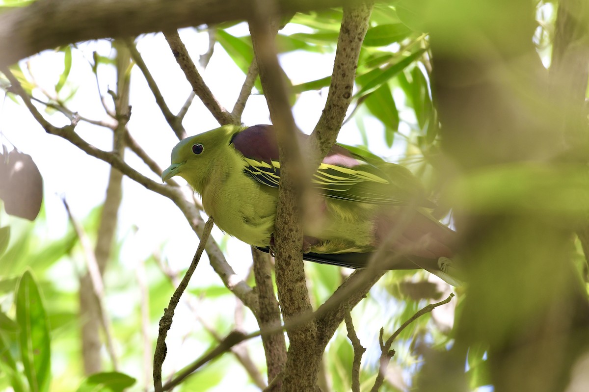 Ashy-headed Green-Pigeon - ML642656764