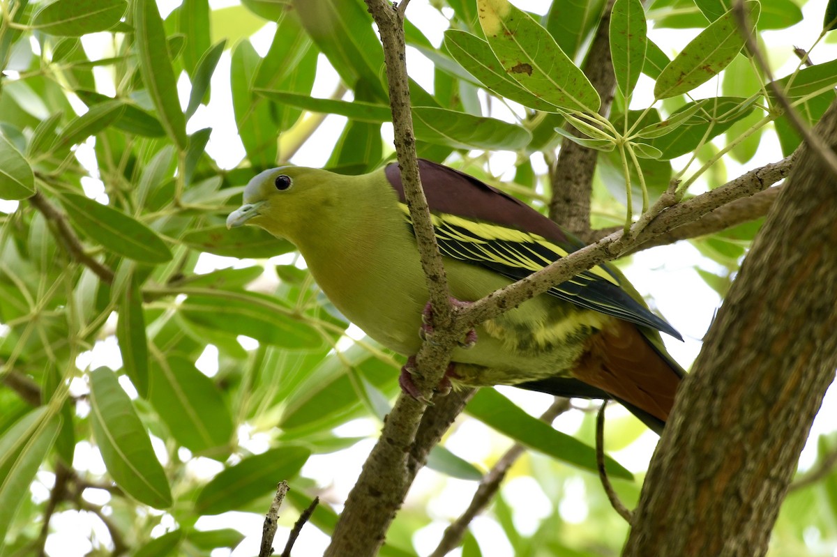 Ashy-headed Green-Pigeon - ML642656765
