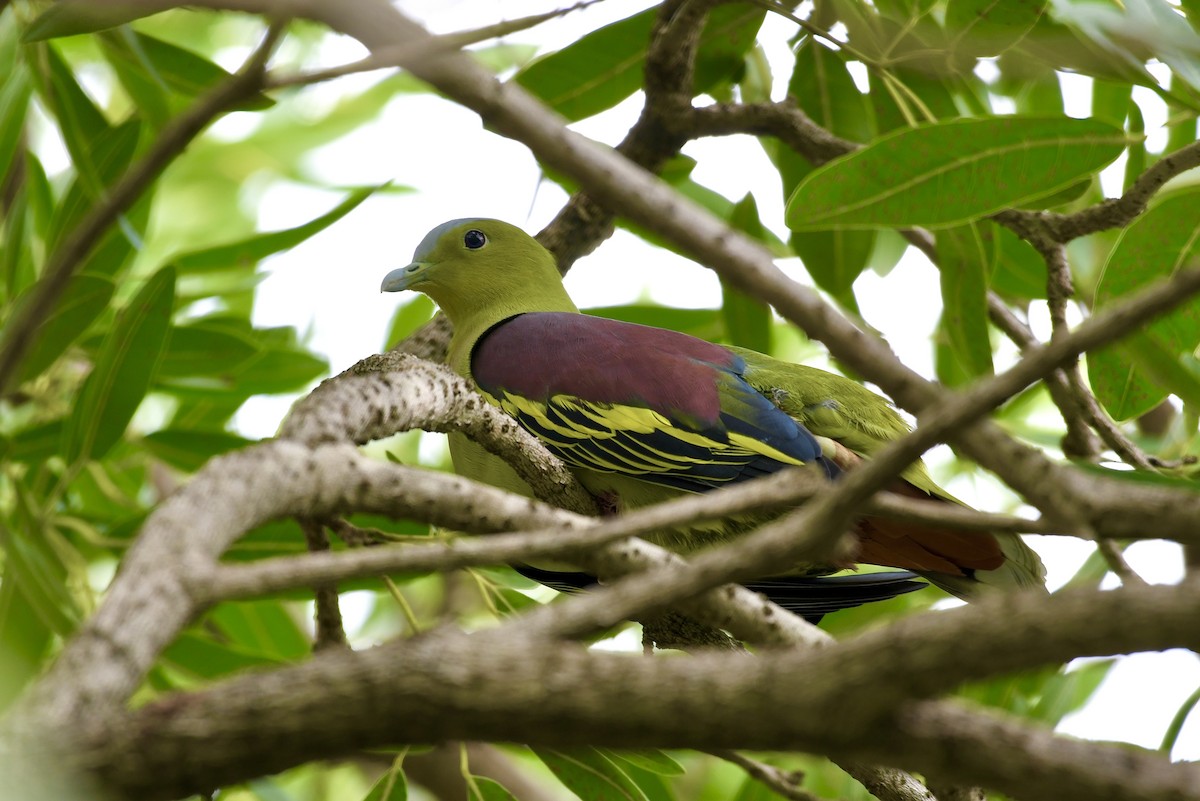 Ashy-headed Green-Pigeon - ML642656766