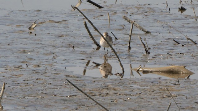 Txirri grisa - ML642656767