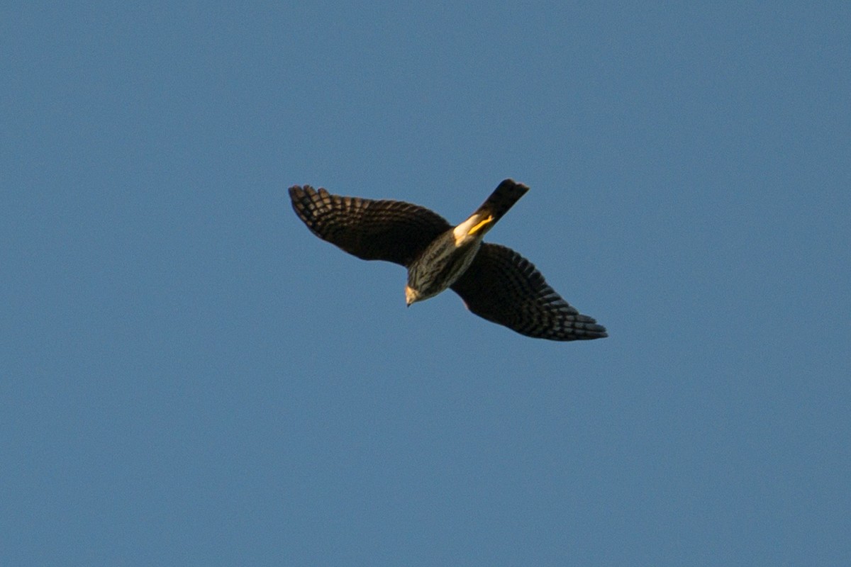 Sharp-shinned Hawk - ML642656775
