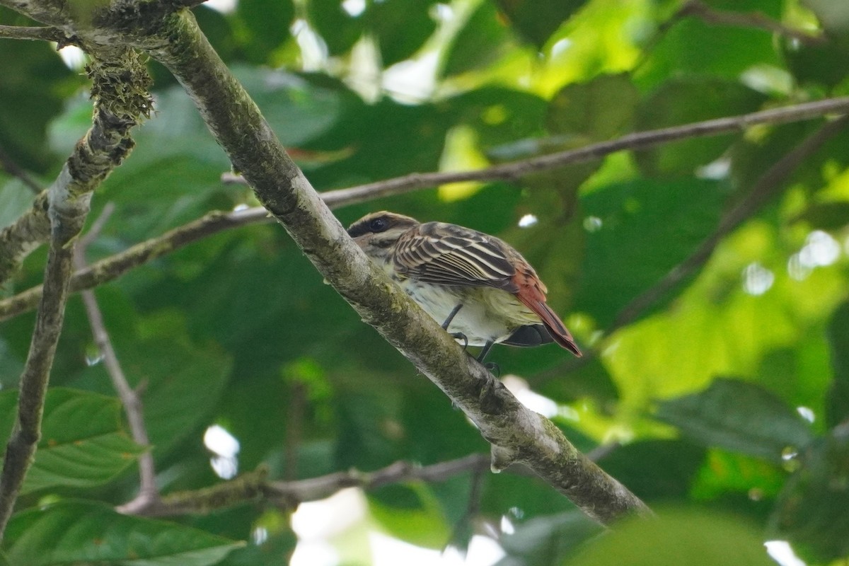 Streaked Flycatcher - ML642656816