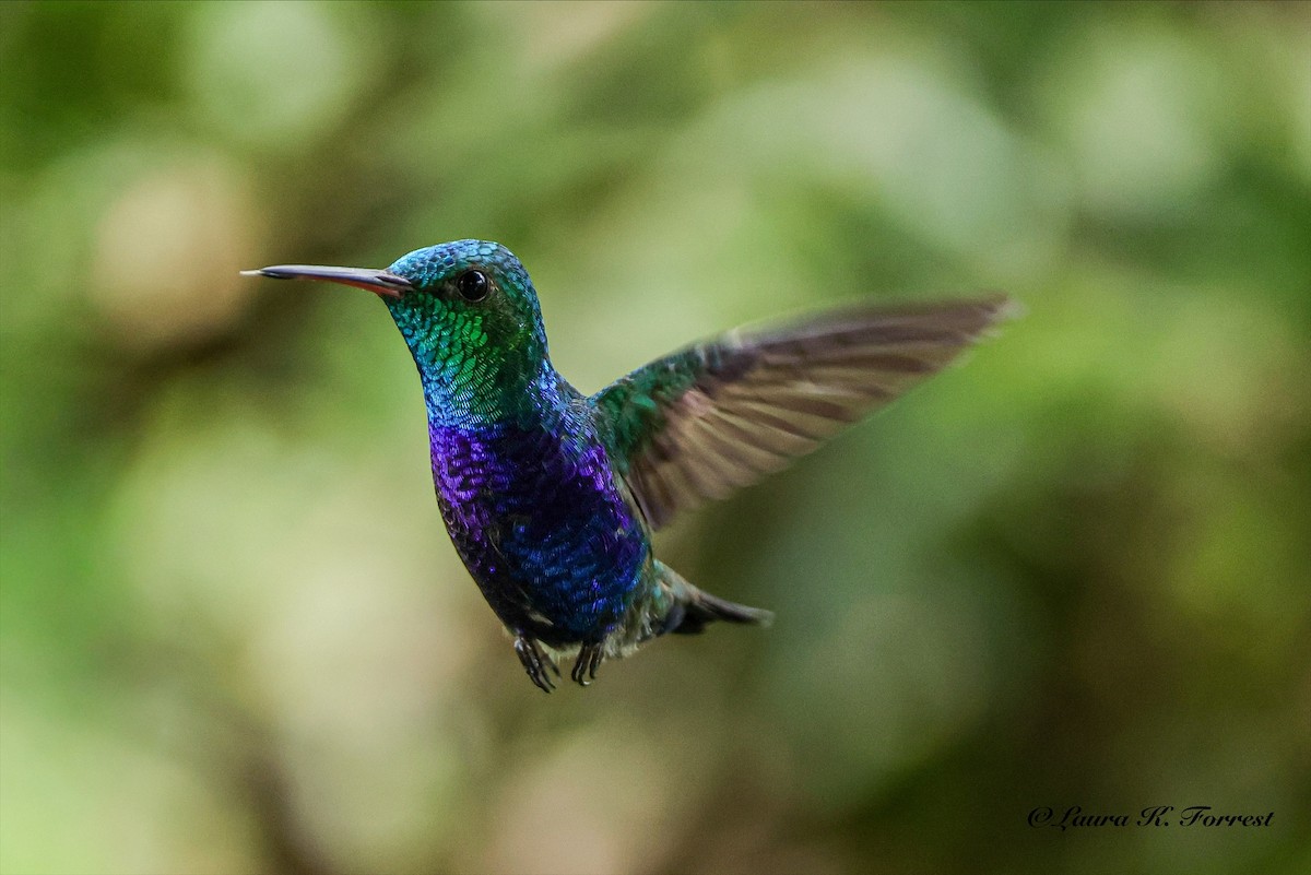 Violet-bellied Hummingbird - ML642656818