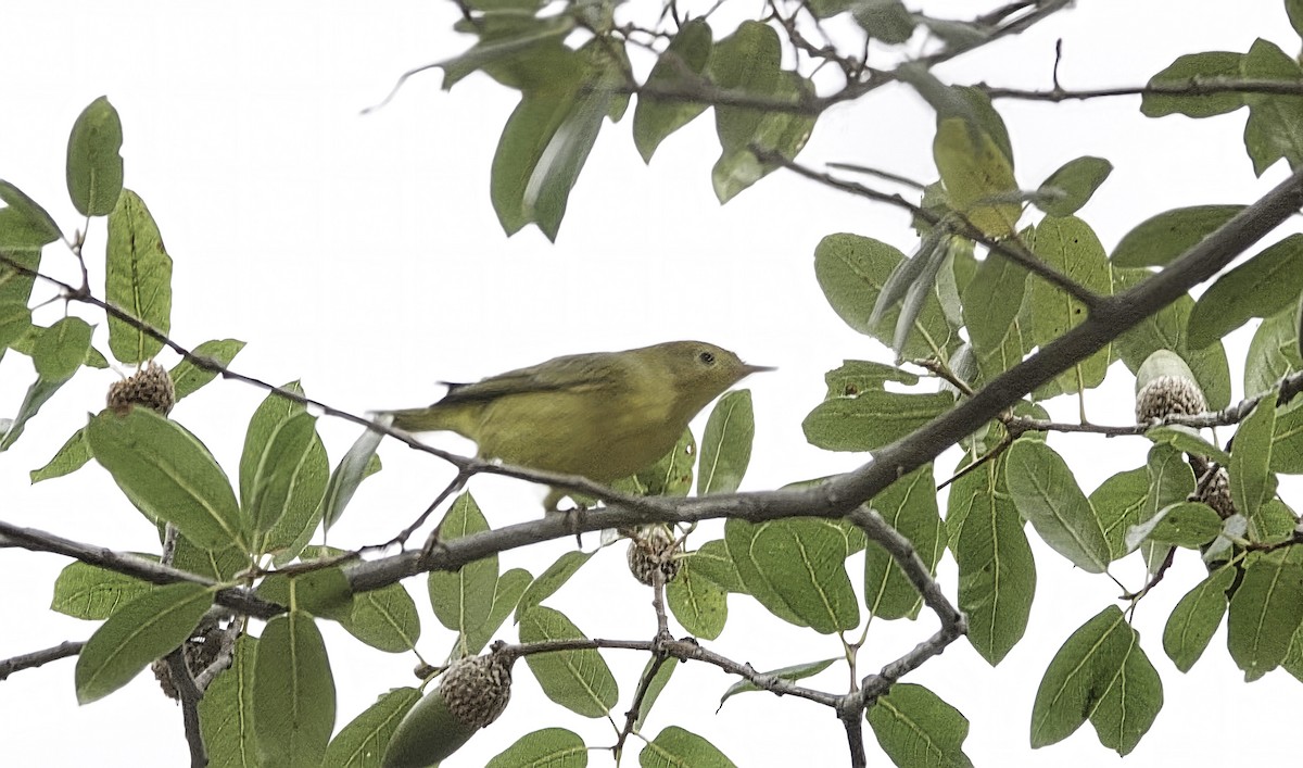 Yellow Warbler (Northern) - ML642656844