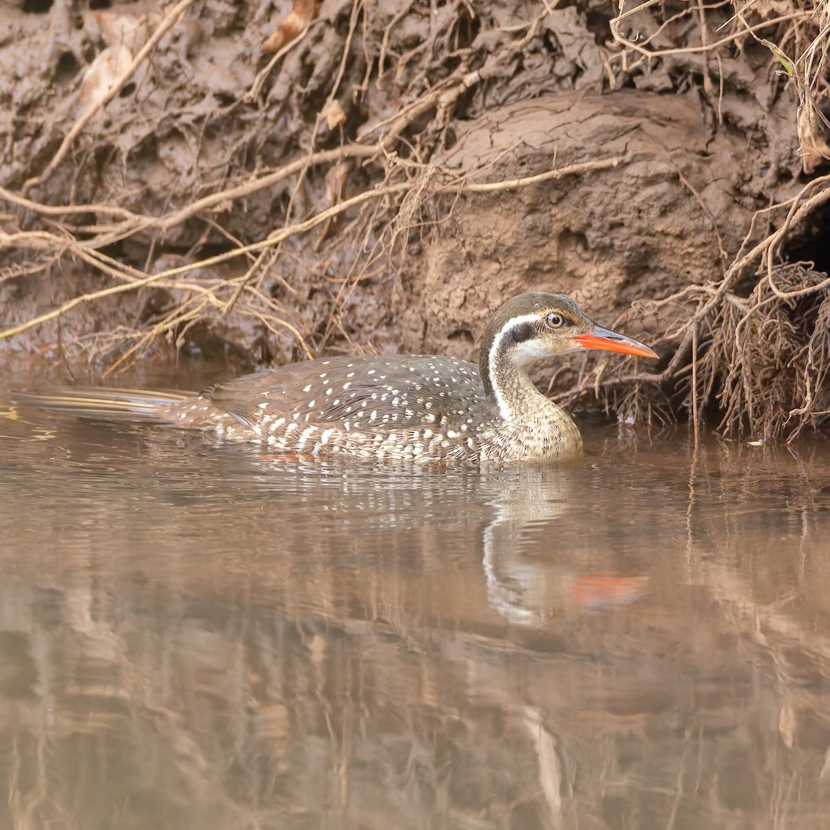African Finfoot - ML642656858
