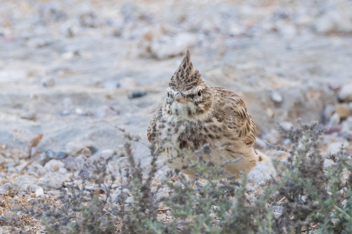 Thekla's Lark - ML642656859