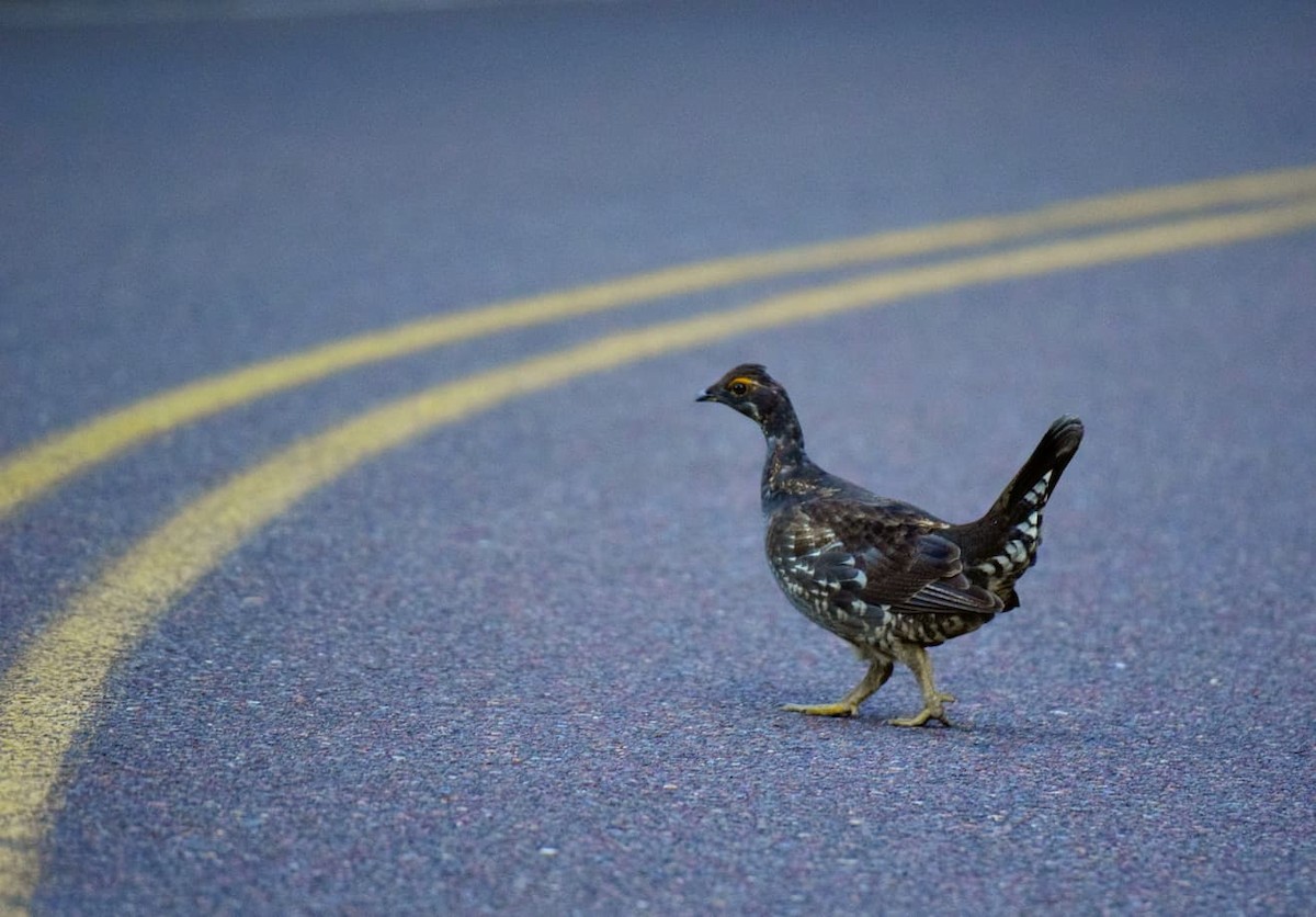 Sooty Grouse - ML642656868