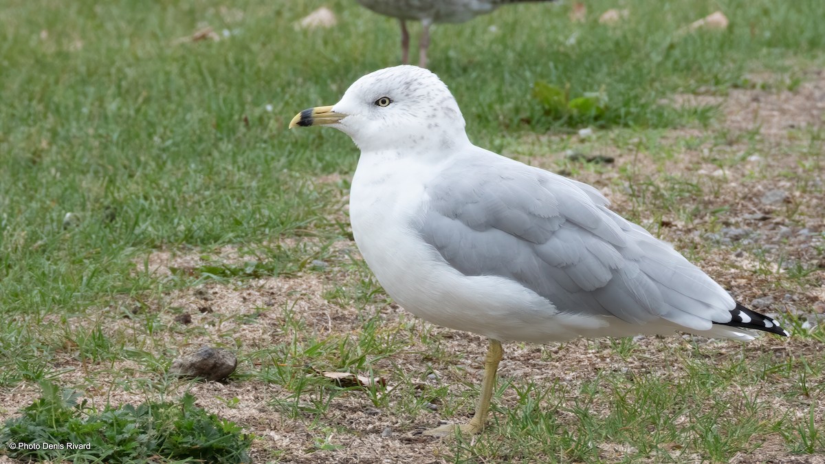Ring-billed Gull - ML642656869