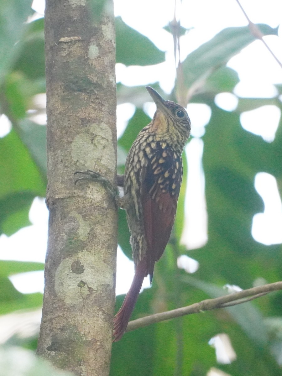 Black-striped Woodcreeper - ML642656870