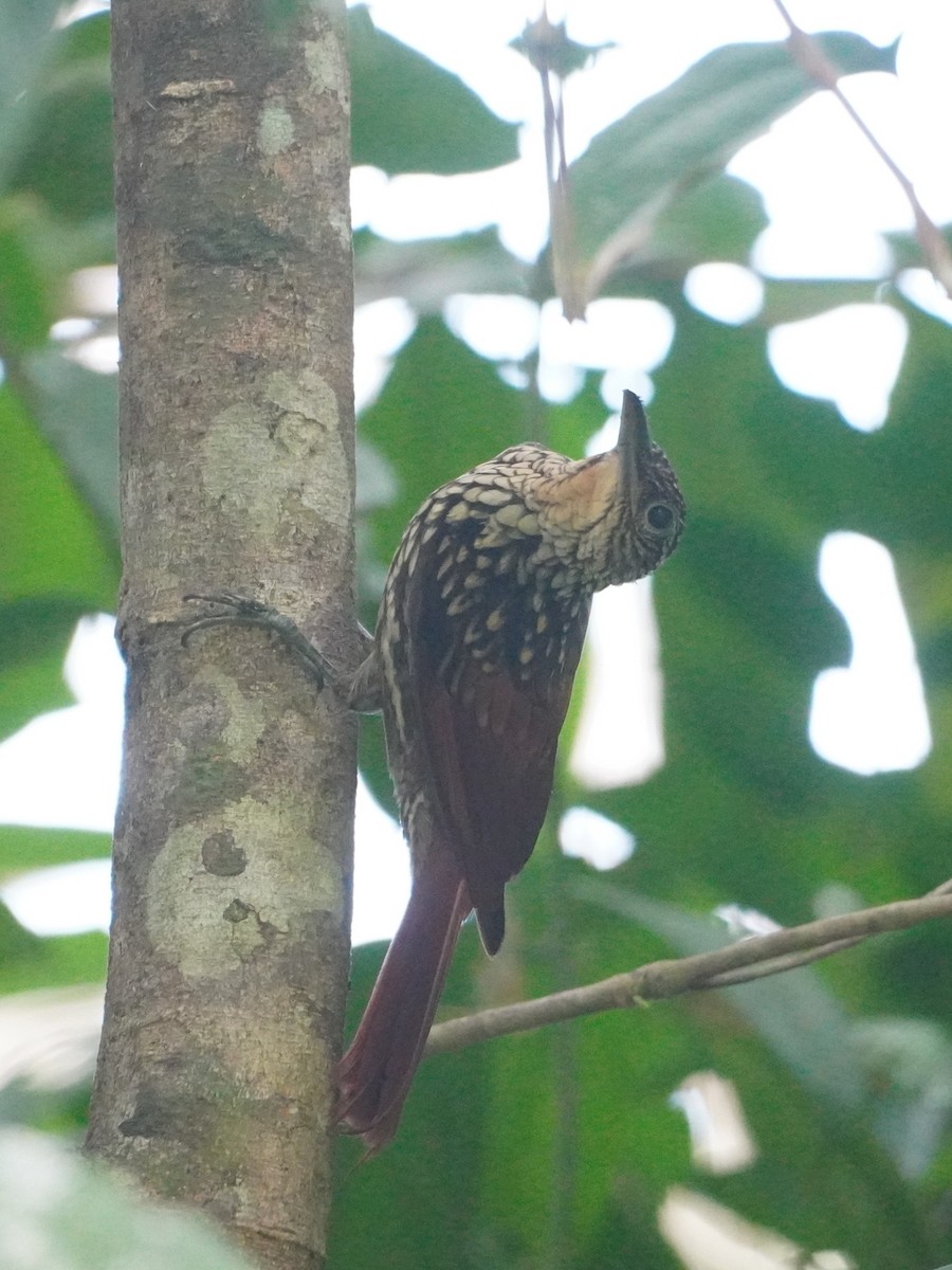 Black-striped Woodcreeper - ML642656871