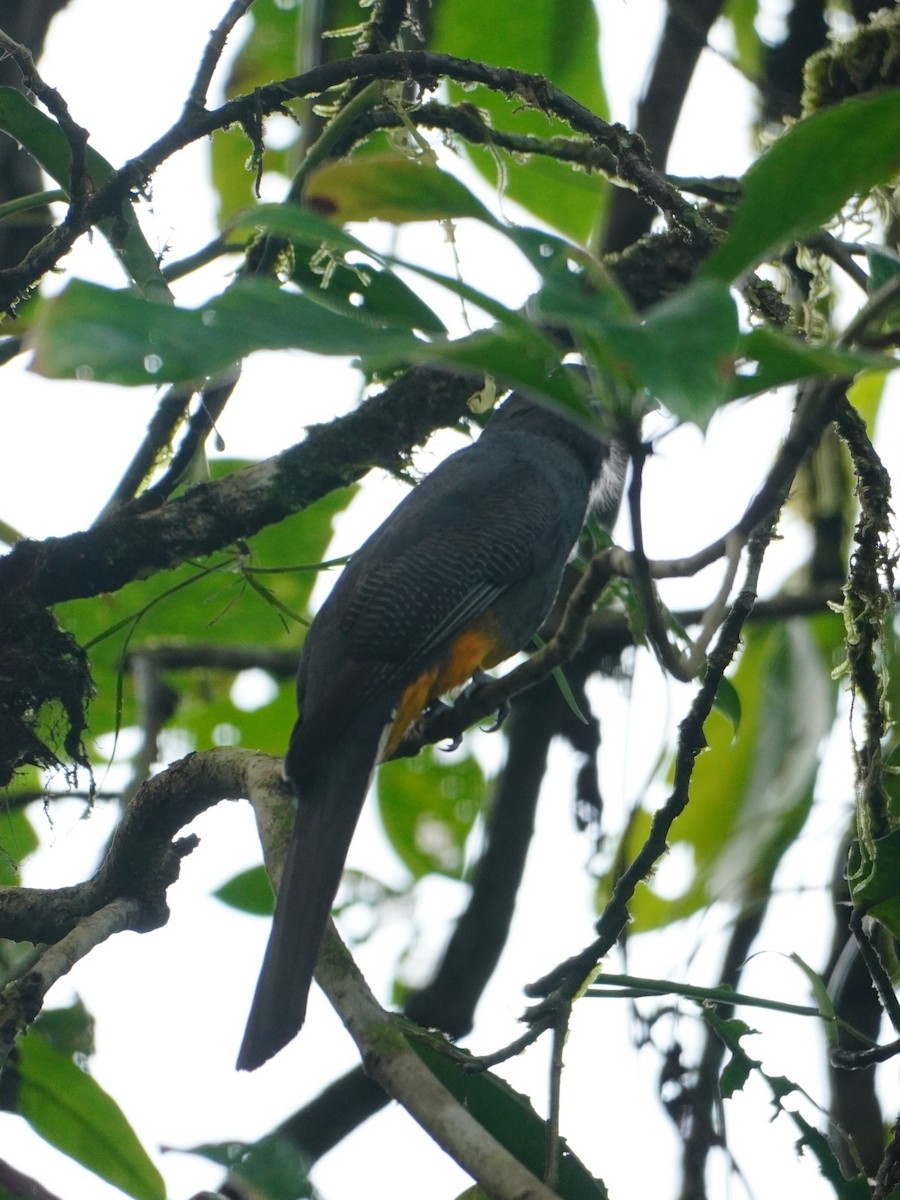 trogon běloocasý - ML642656889