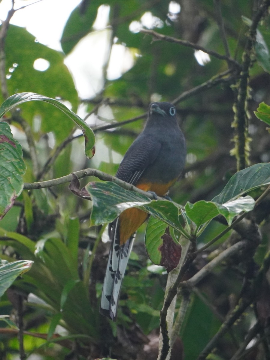 trogon běloocasý - ML642656890