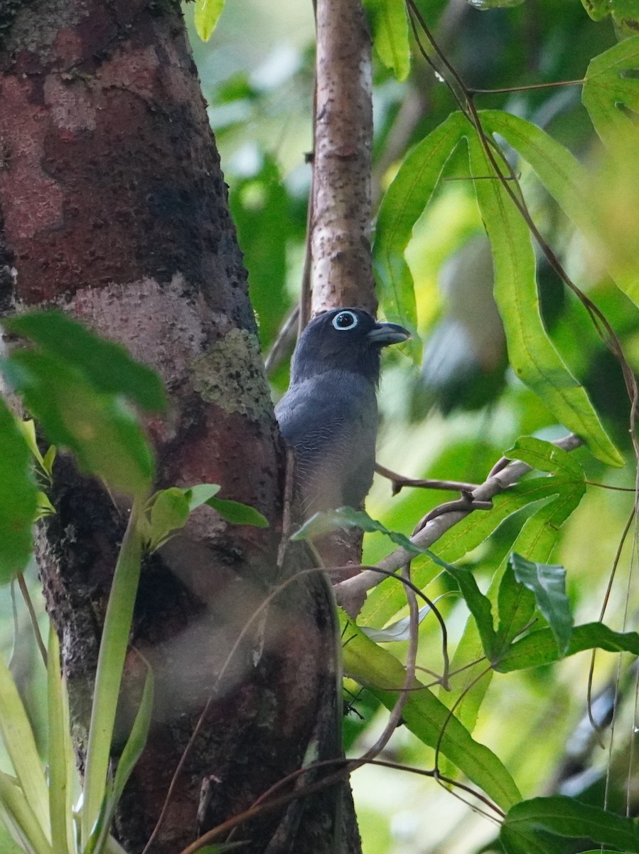 trogon běloocasý - ML642656891