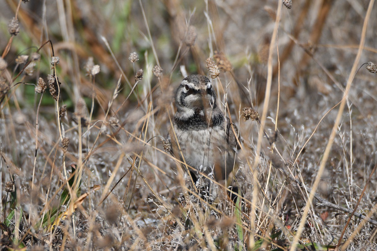 Horned Lark - ML642656902