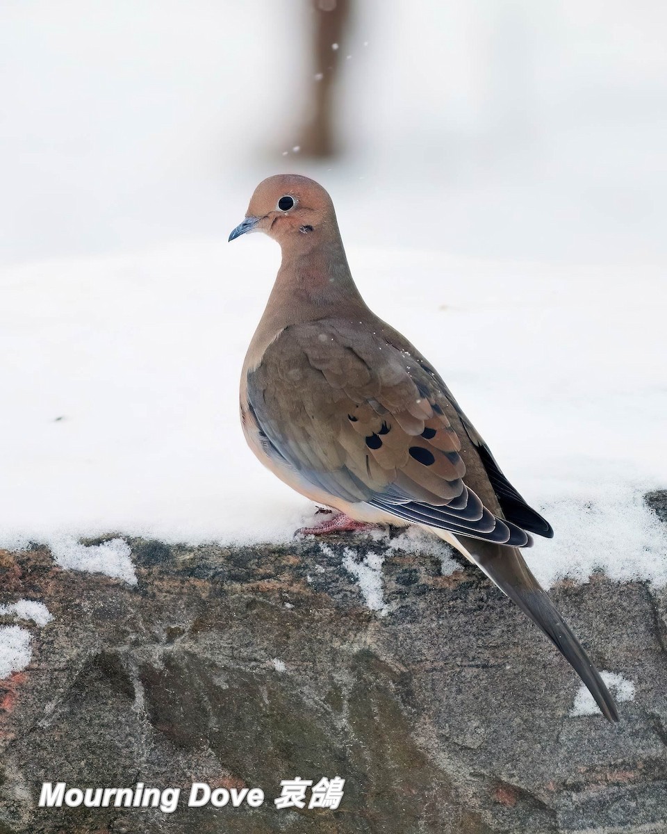 Mourning Dove - ML642656905
