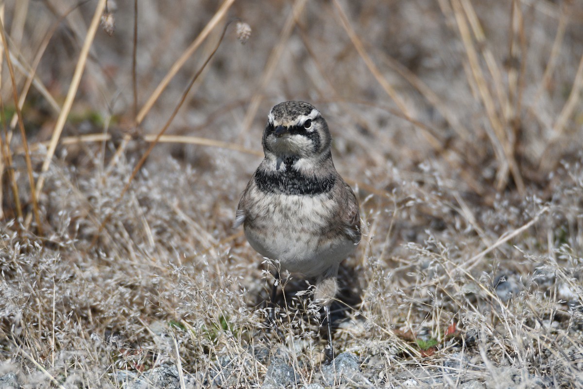 Horned Lark - ML642656906