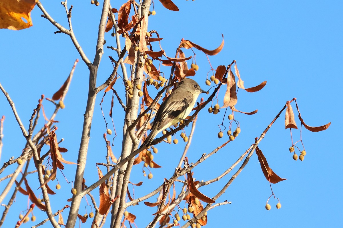 Eastern Phoebe - ML642656910