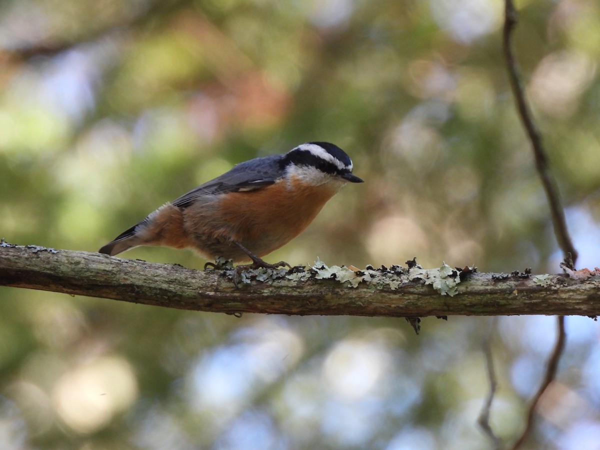 Red-breasted Nuthatch - ML642656911