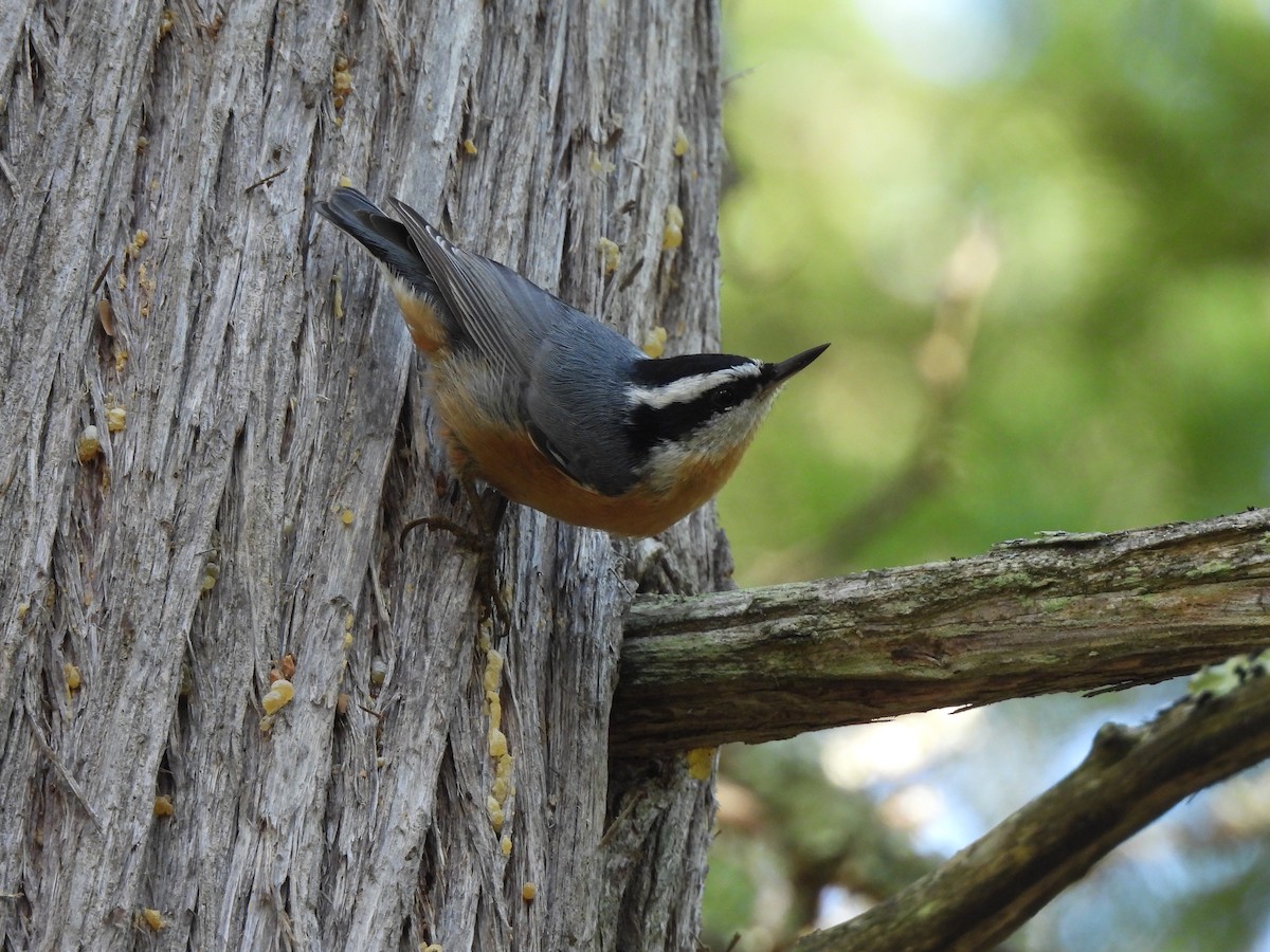 Red-breasted Nuthatch - ML642656912