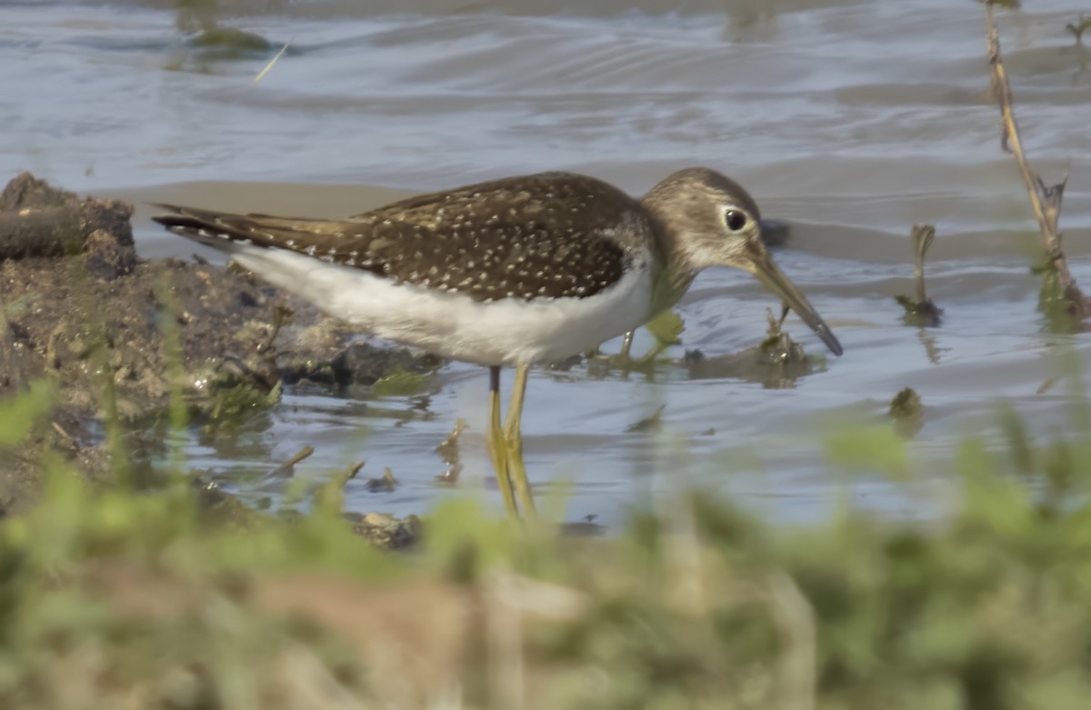 Solitary Sandpiper - ML642656913
