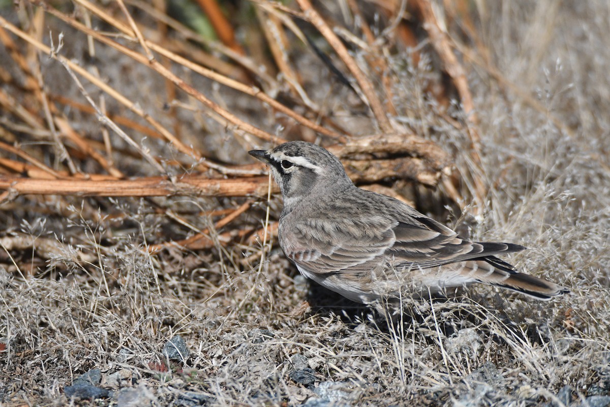 Horned Lark - ML642656914