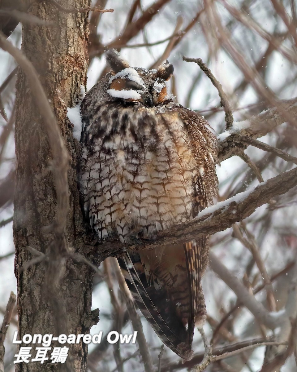 Long-eared Owl - ML642656916