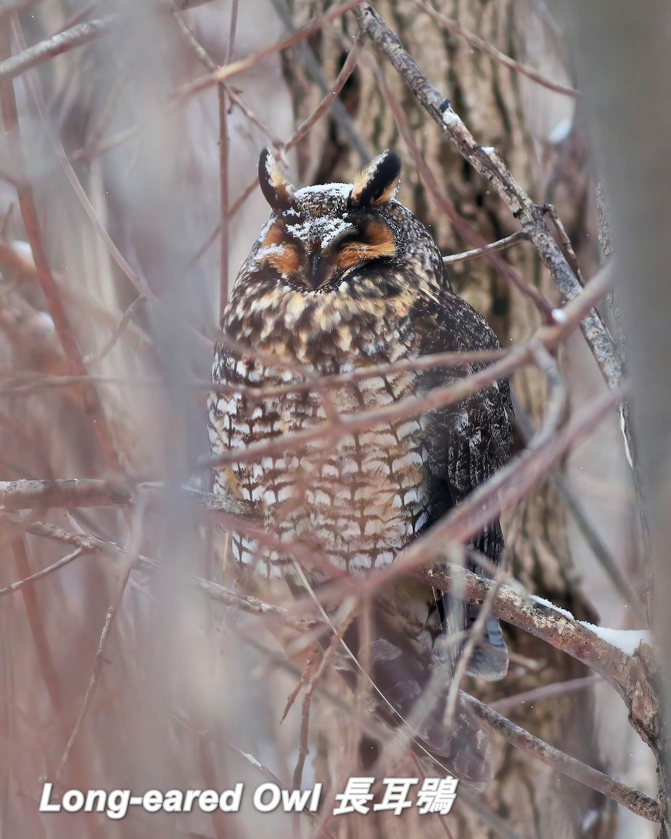 Long-eared Owl - ML642656917