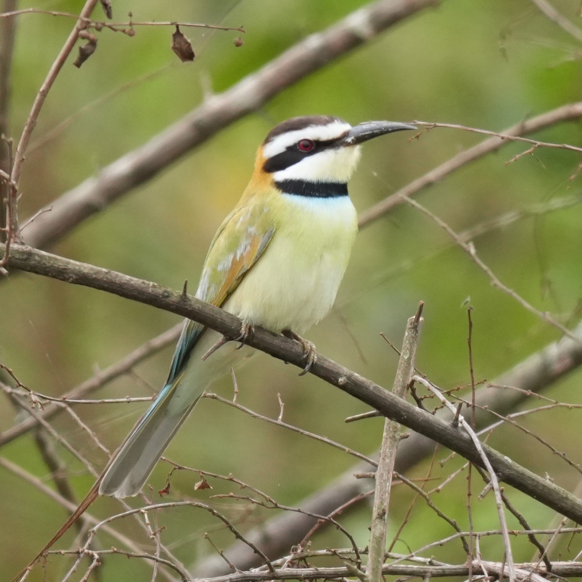 White-throated Bee-eater - ML642656926