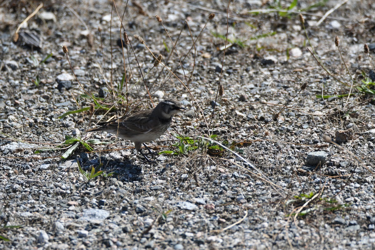 Horned Lark - ML642656929