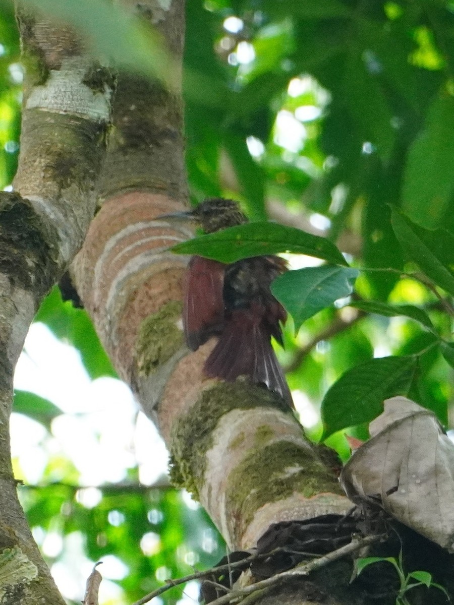 Black-striped Woodcreeper - ML642656932