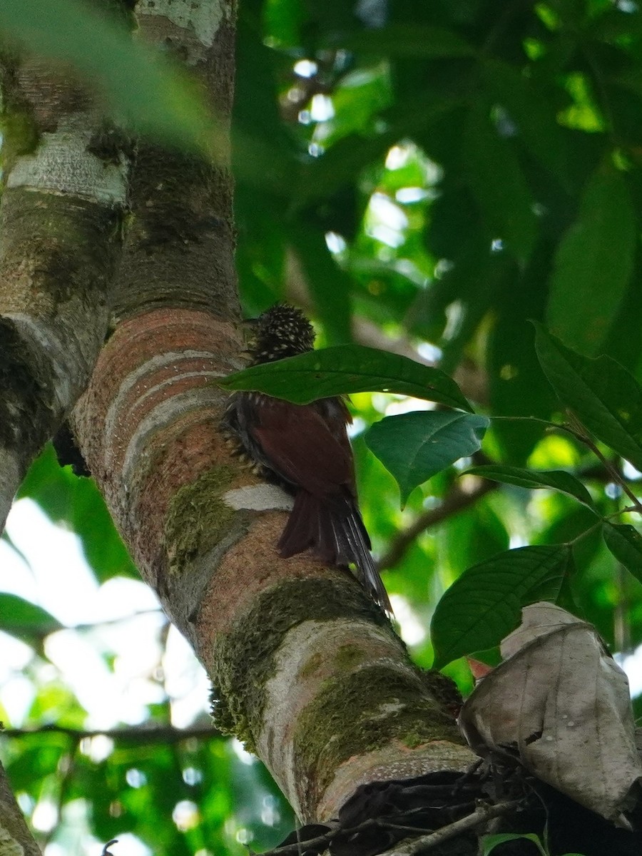 Black-striped Woodcreeper - ML642656933