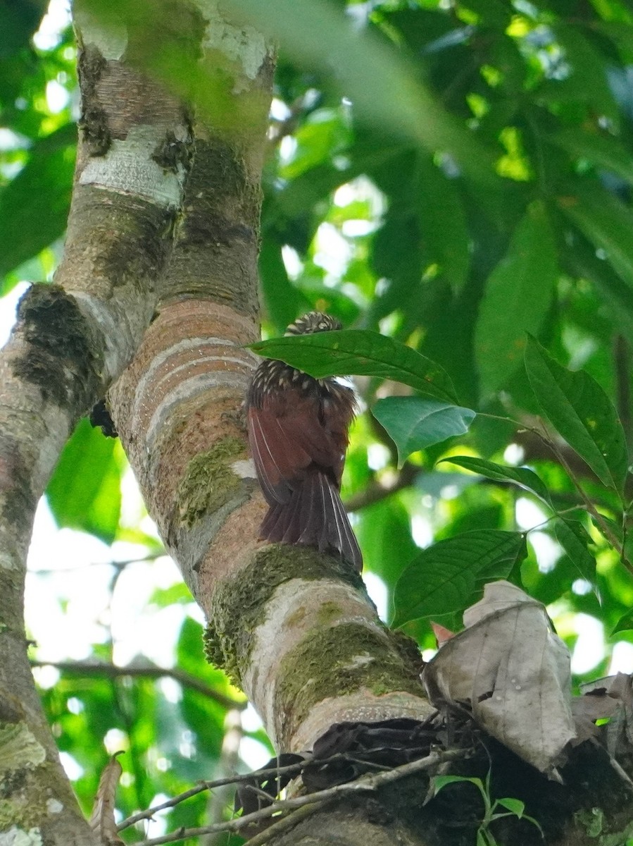 Black-striped Woodcreeper - ML642656934