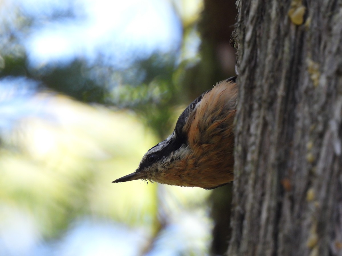 Red-breasted Nuthatch - ML642656945