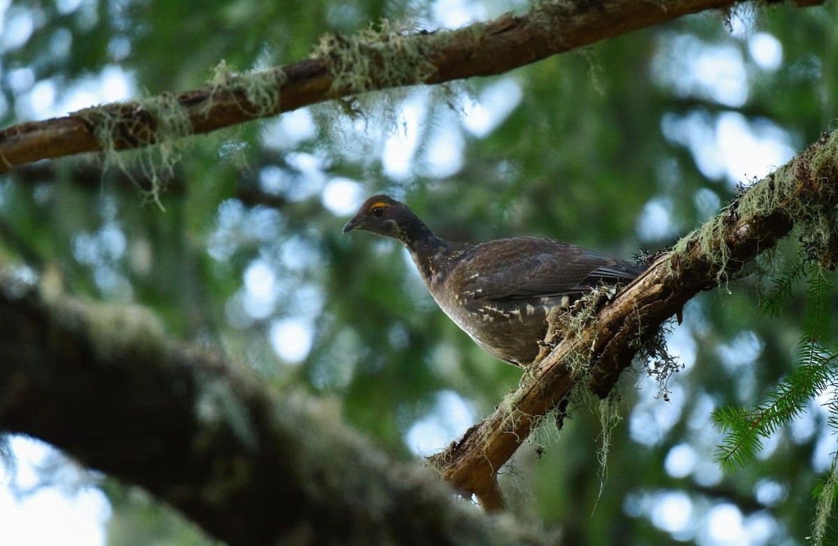 Sooty Grouse - ML642656952