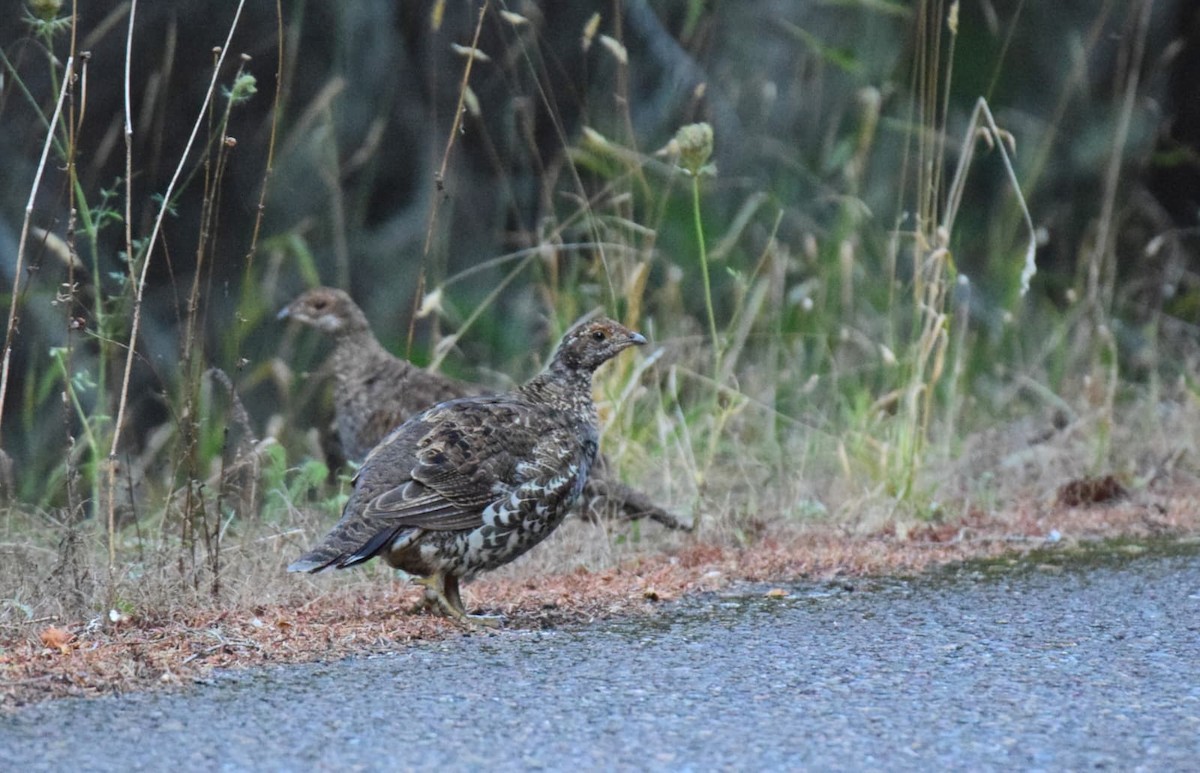 Sooty Grouse - ML642656953