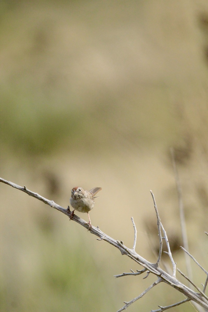 Rufous-crowned Sparrow - ML642656959