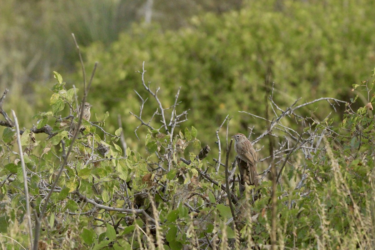 Rufous-crowned Sparrow - ML642656960