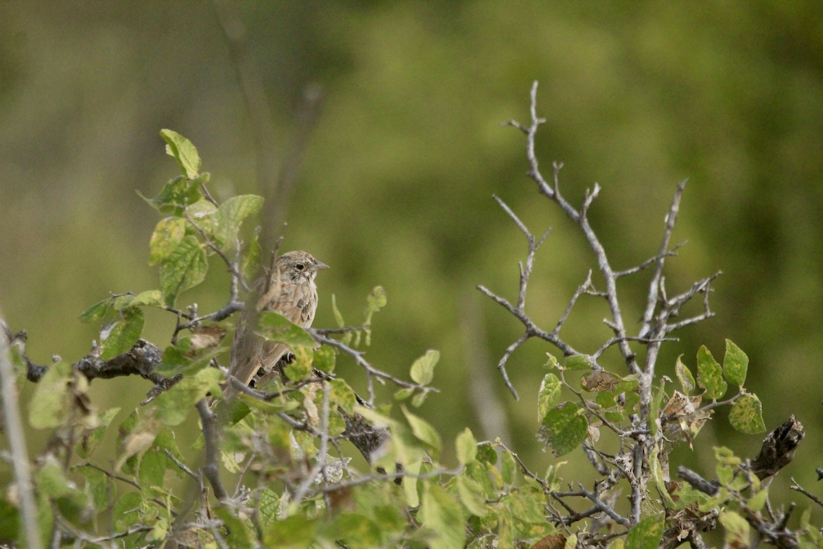 Rufous-crowned Sparrow - ML642656963
