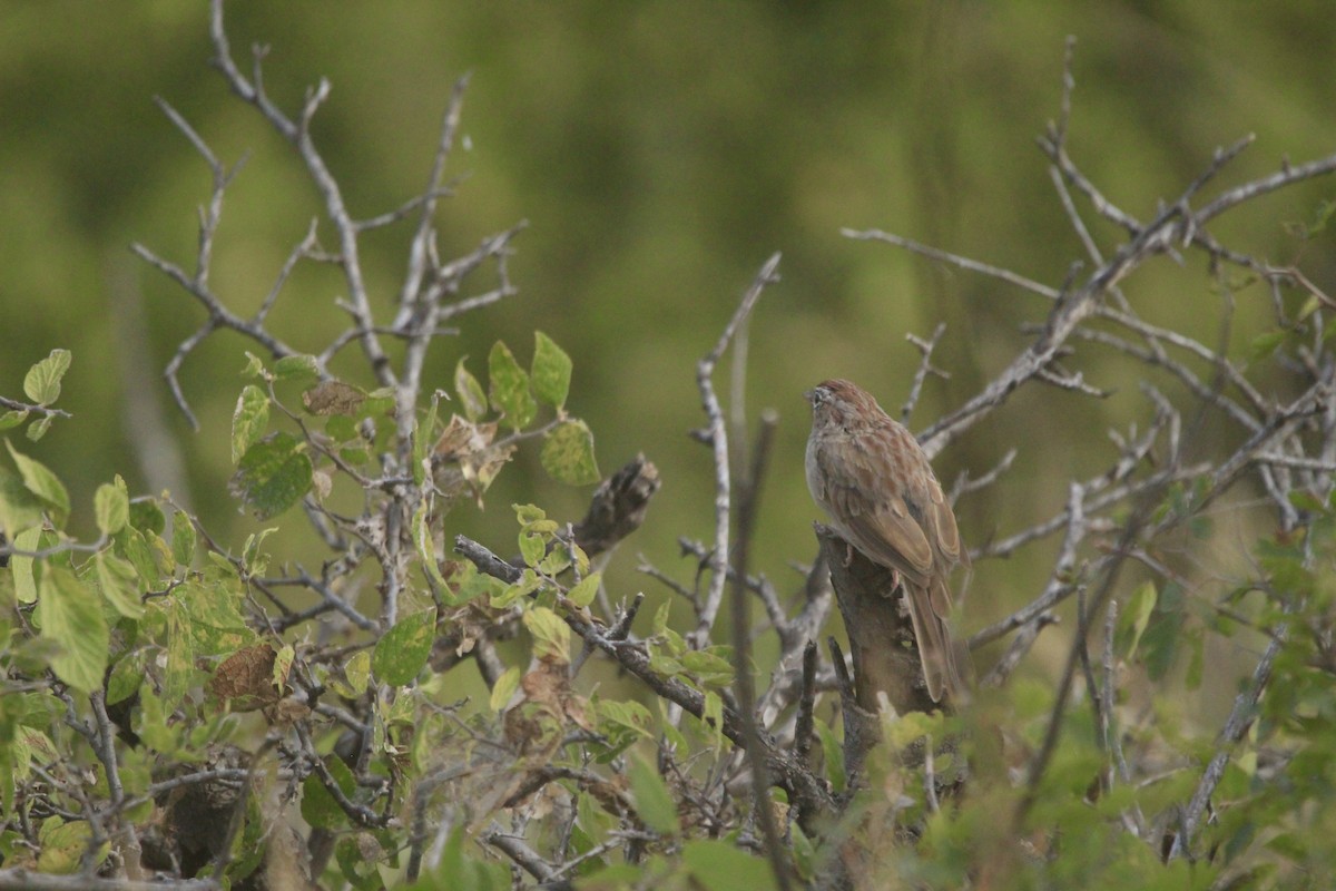 Rufous-crowned Sparrow - ML642656965