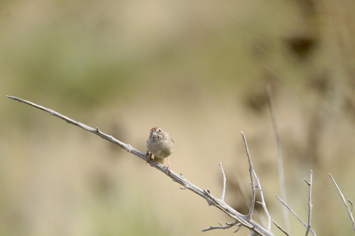 Rufous-crowned Sparrow - ML642656967