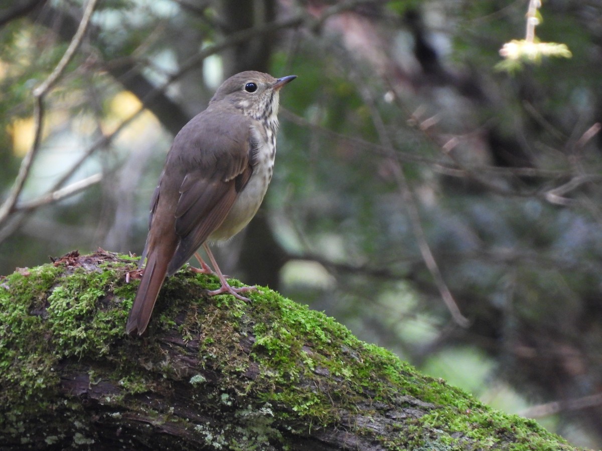 Hermit Thrush - ML642656980