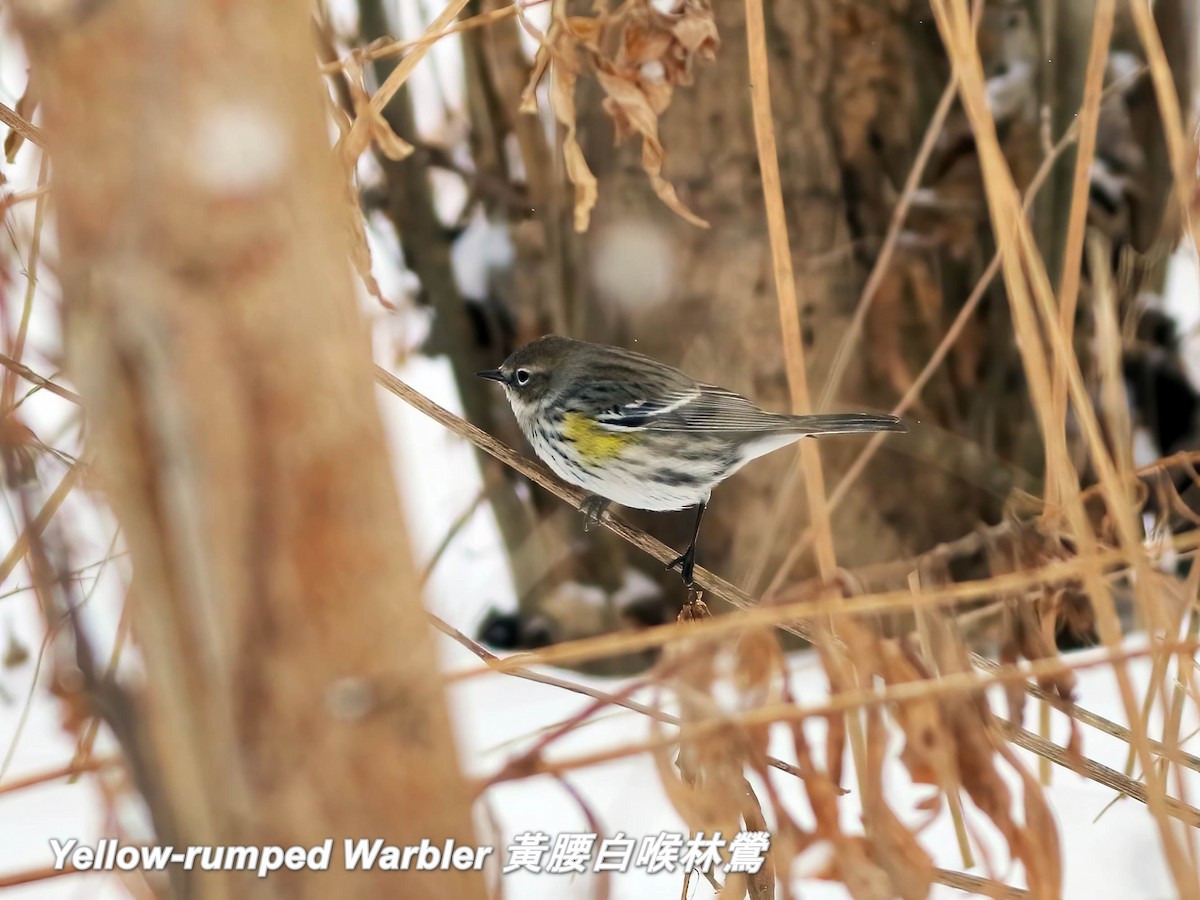 lesňáček žlutoskvrnný (ssp. coronata) - ML642656984