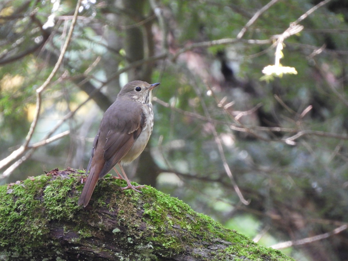Hermit Thrush - ML642656985