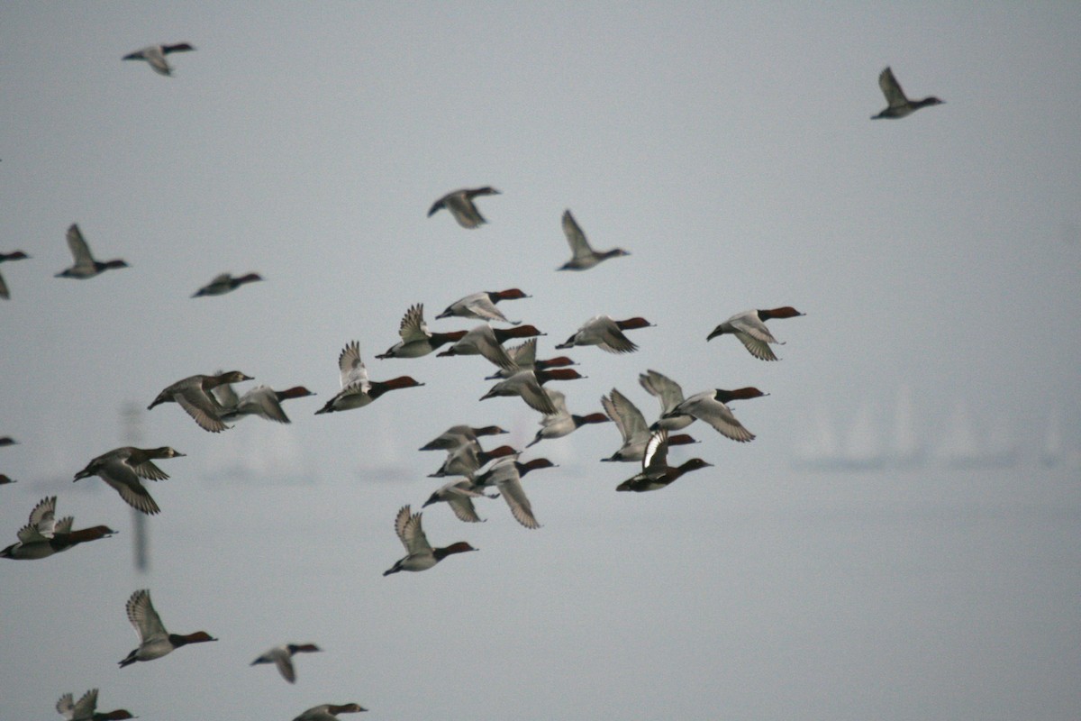 Ferruginous Duck - ML64265701