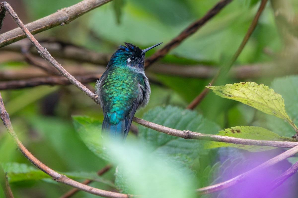 Violet-headed Hummingbird - ML642657048