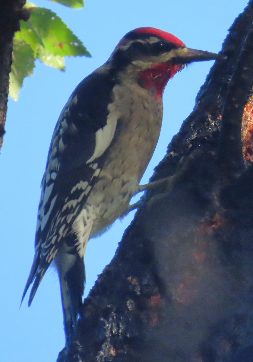 Red-naped Sapsucker - ML642657054