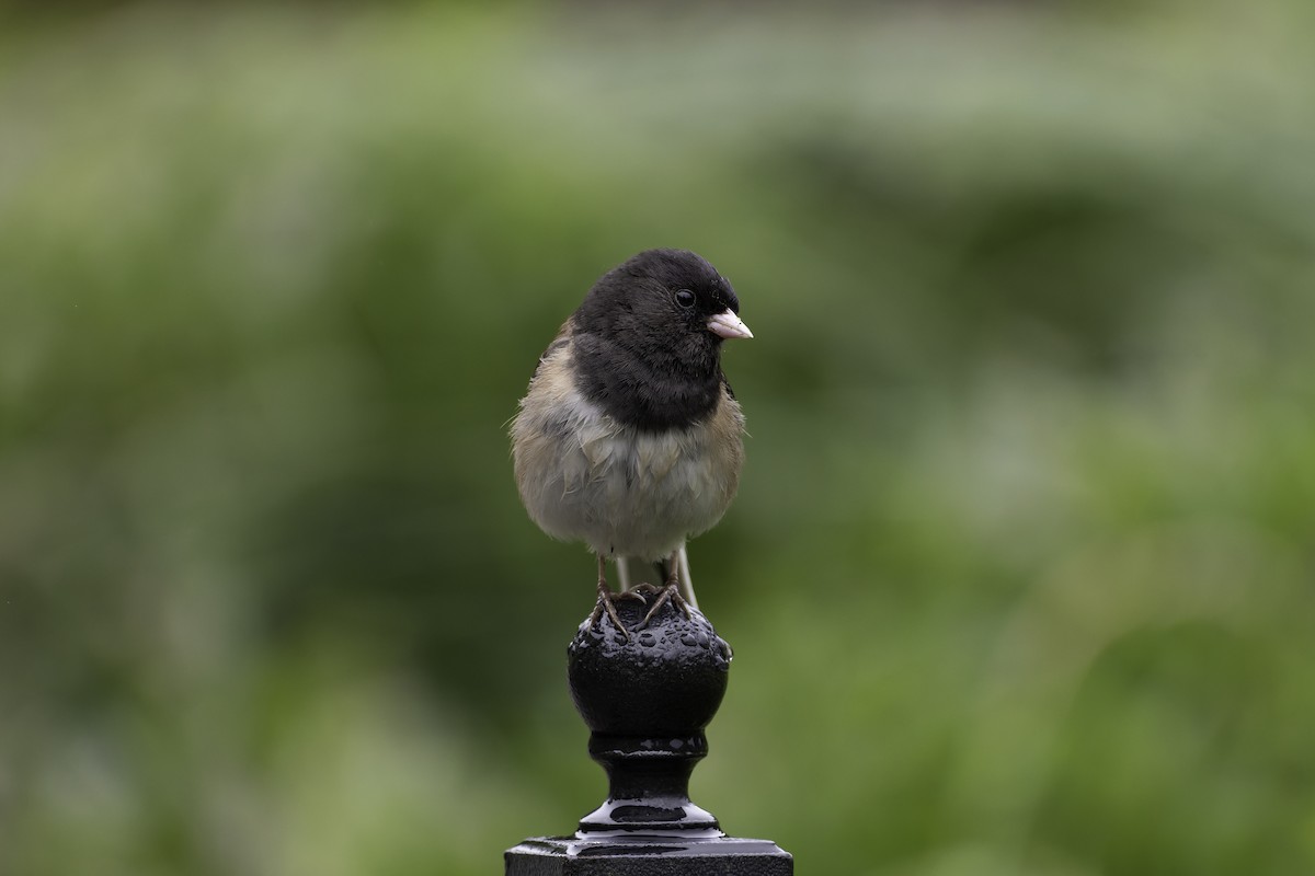 Dark-eyed Junco - ML642657059